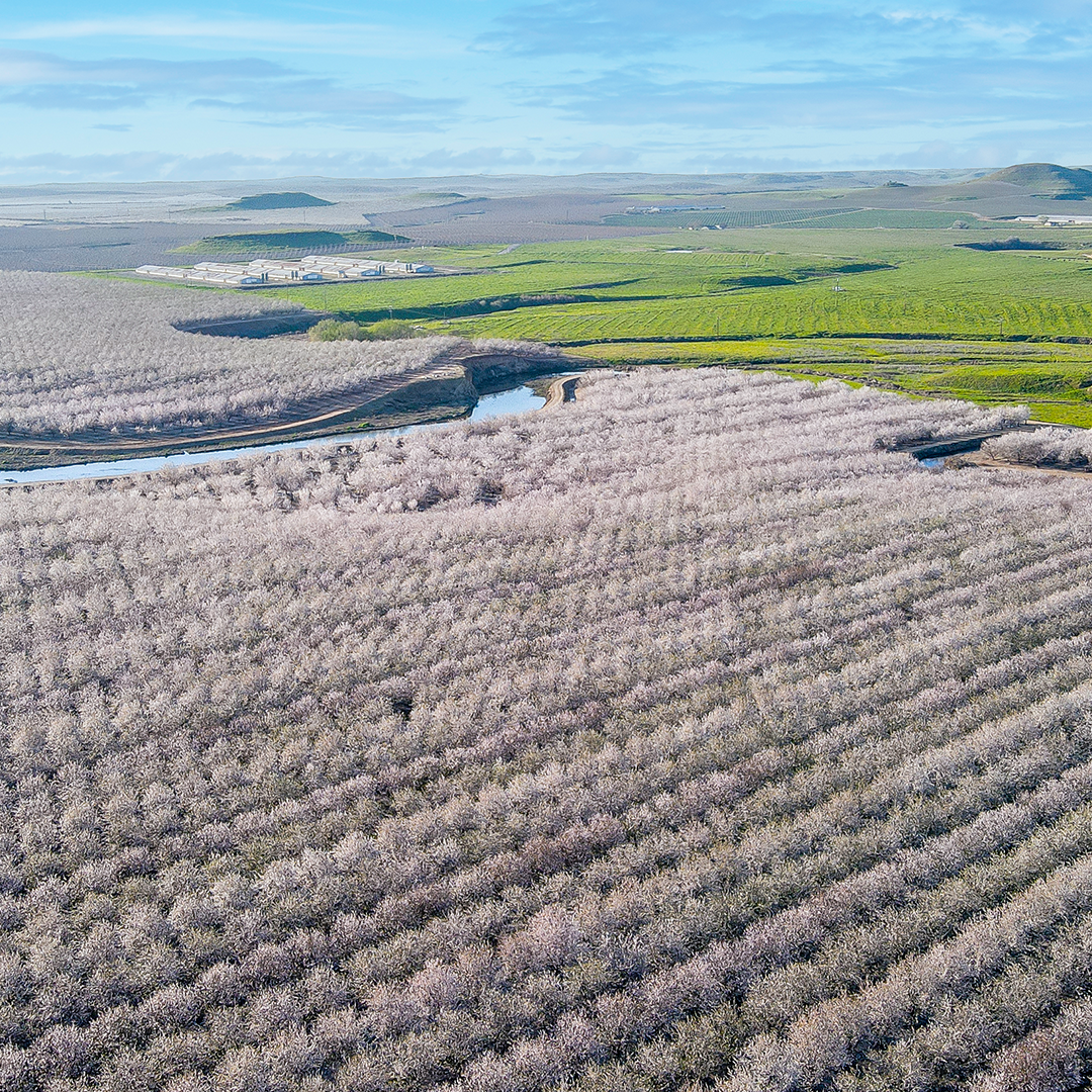 Almond Blossom Cruise Drone Image