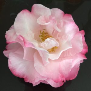 59th Annual Camellia Show