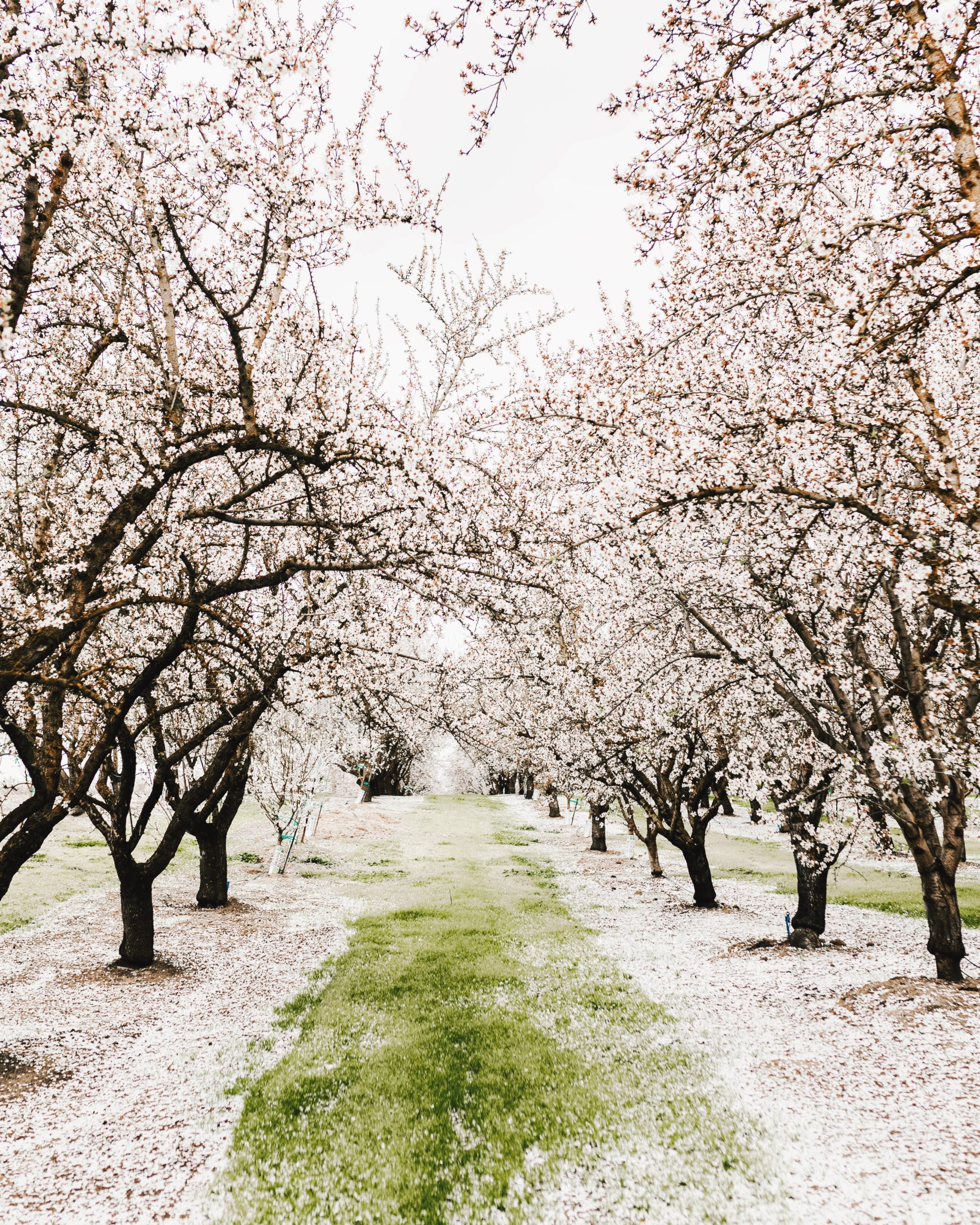 Almond Blossom Cruise - Visit CA