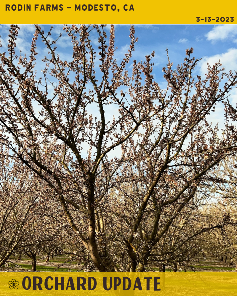 Modesto Almond Blossom Experience The Almond Blossom Cruise