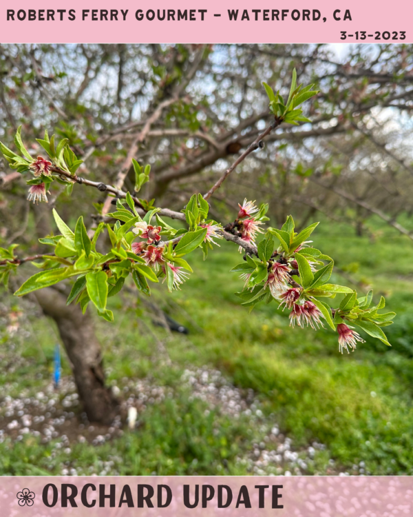 Modesto Almond Blossom Experience The Almond Blossom Cruise