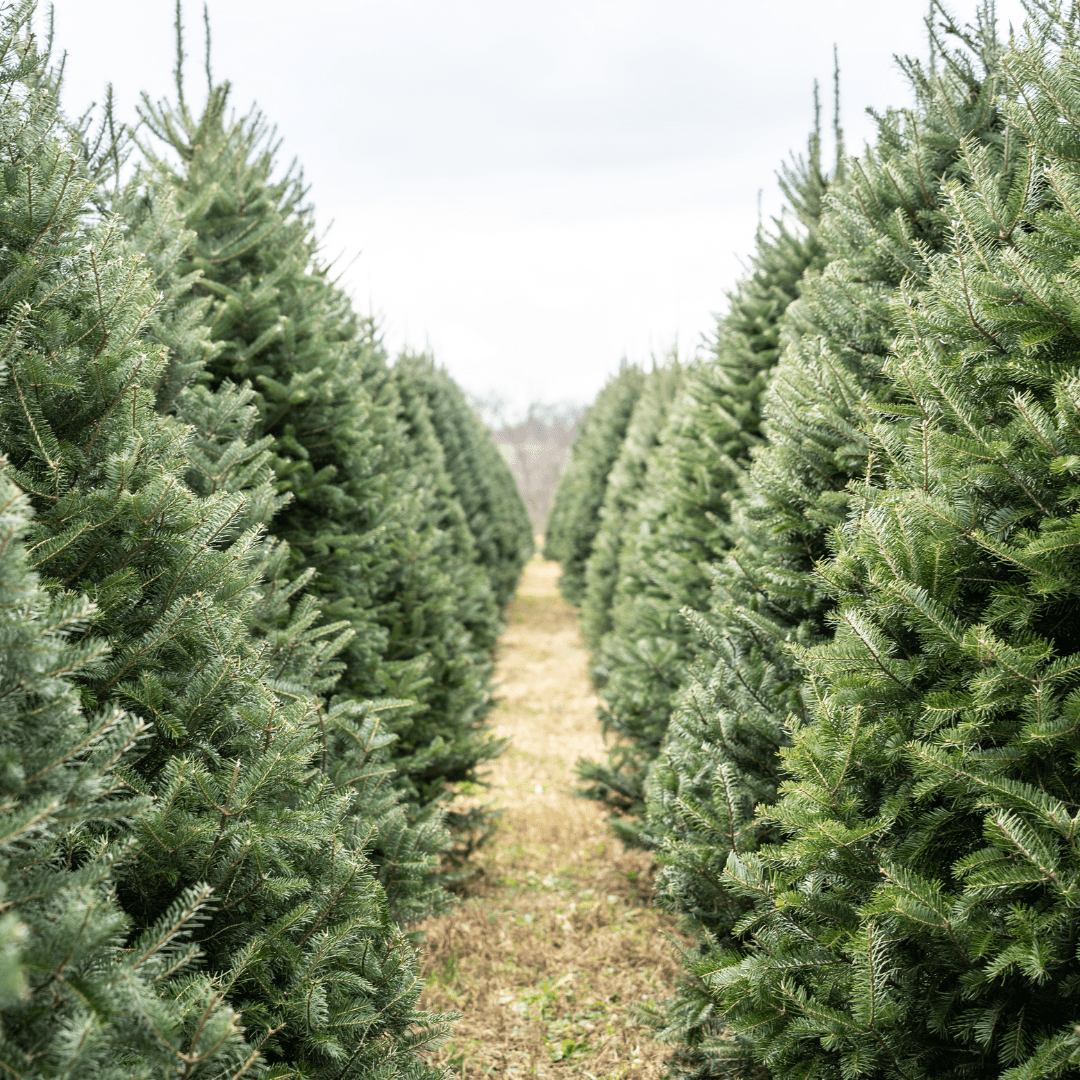 MoFresh in Modesto MoFresh in Modesto