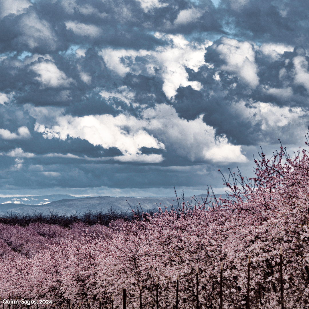 Almond Blossom Cruise