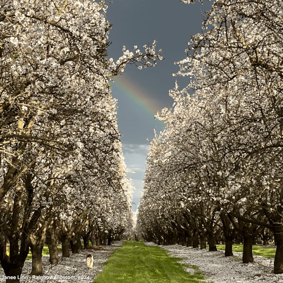 Almond Blossom Cruise