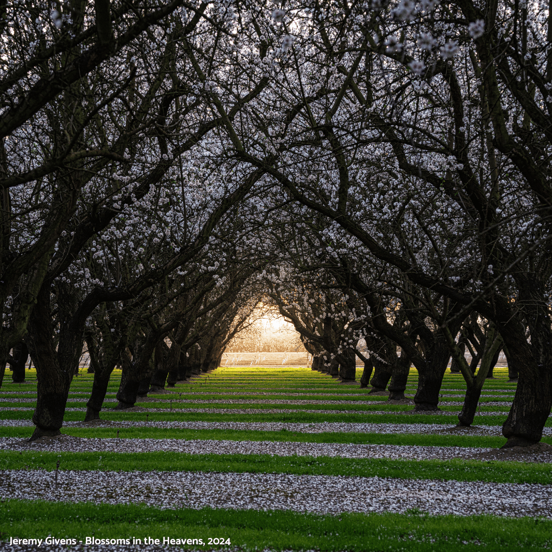 Almond Blossom Cruise