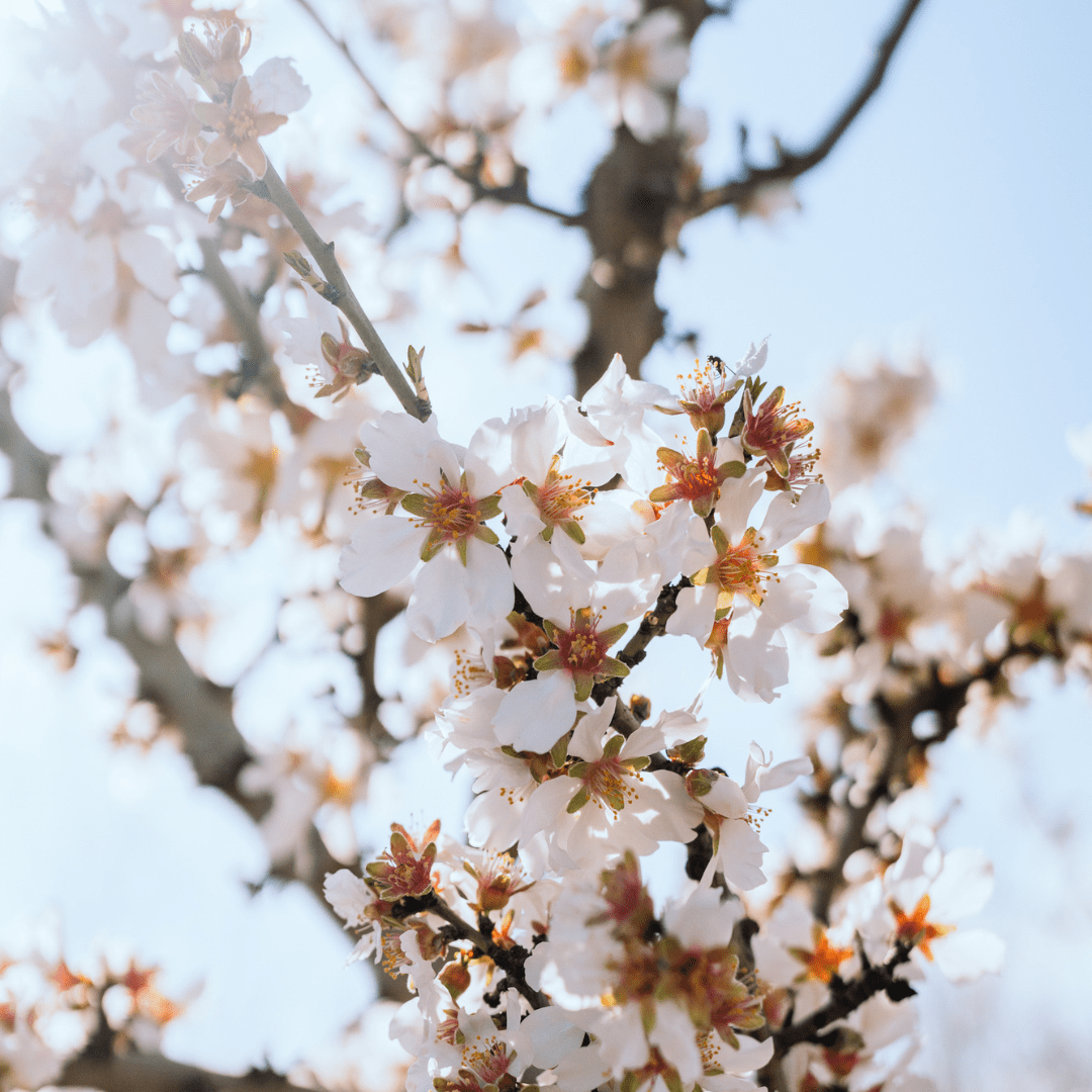 Almond Blossom Cruise