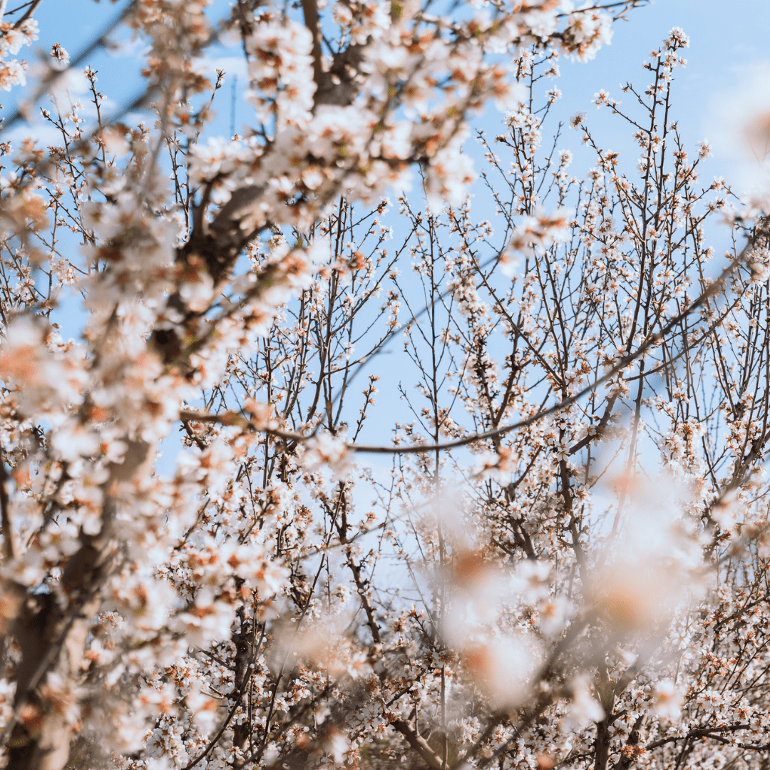 Almond Blossom Cruise