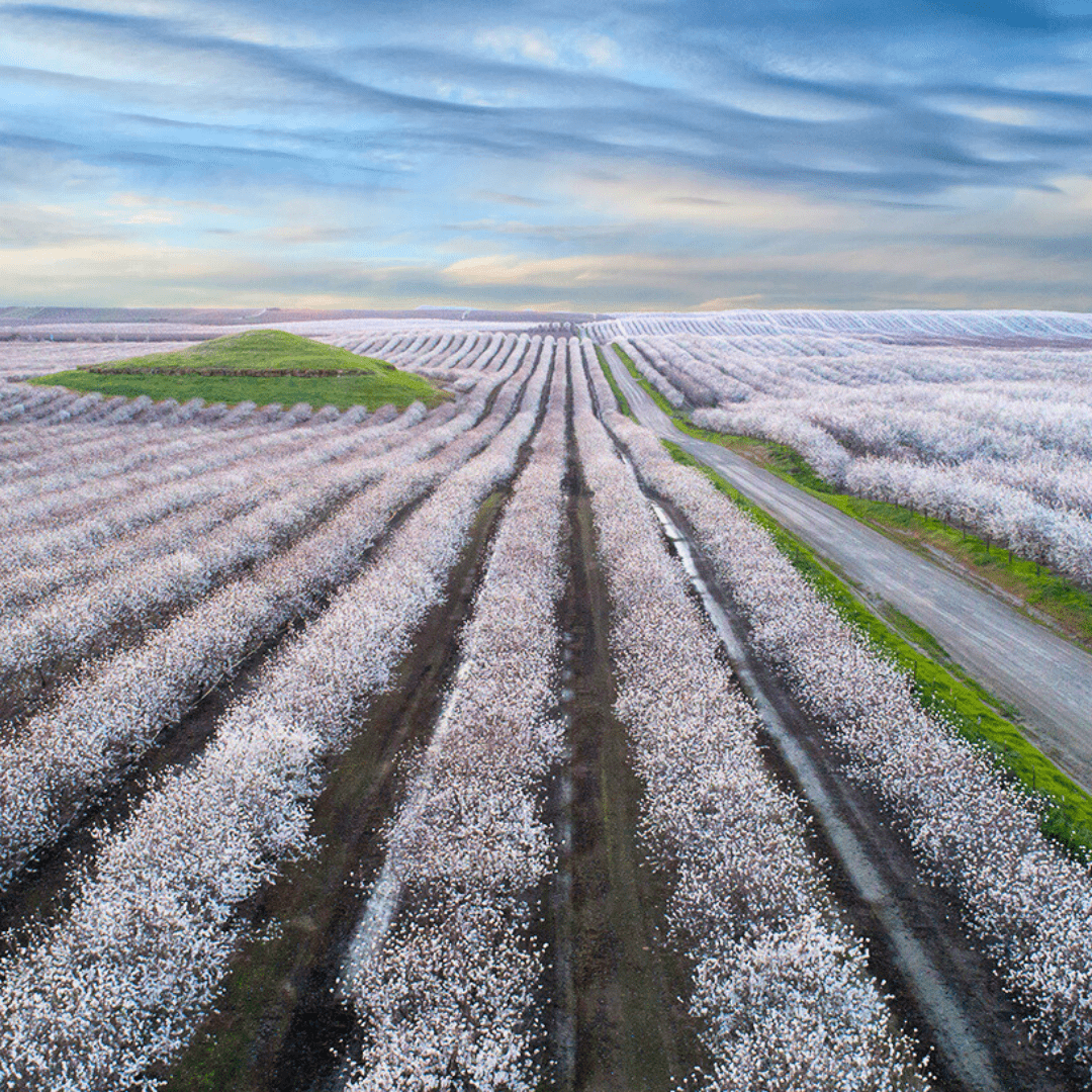 Almond Blossom Cruise