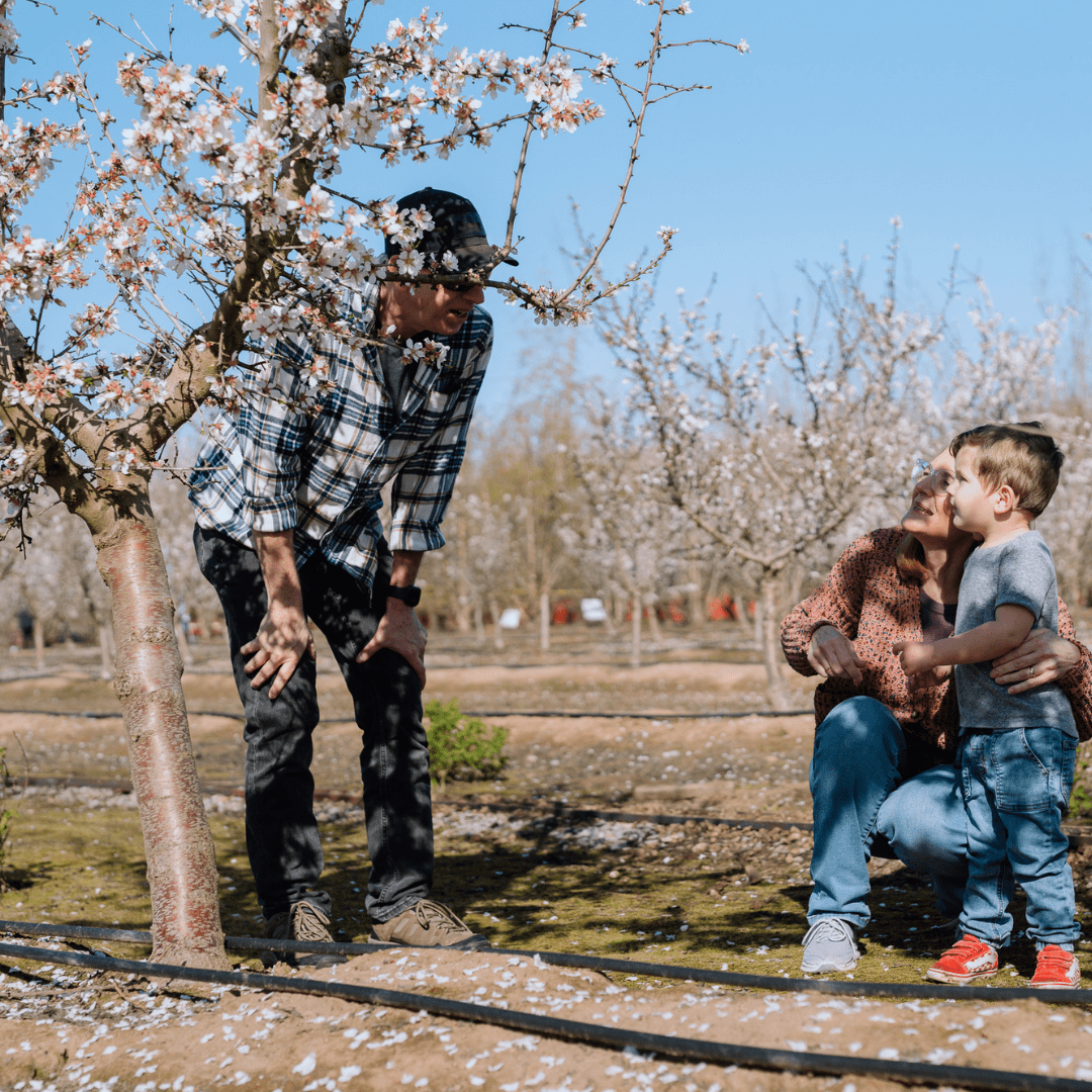 Almond Blossom Cruise