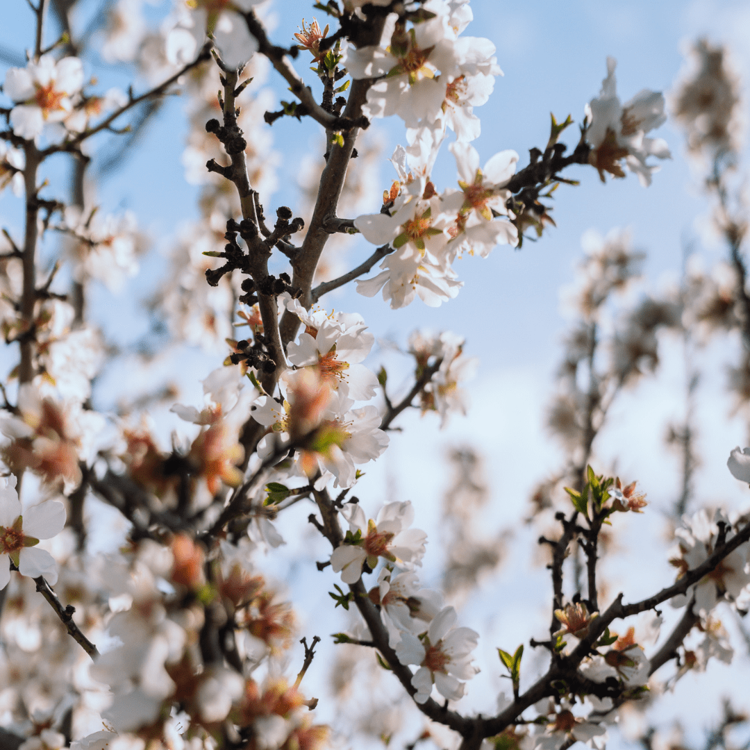 Almond Blossom Cruise