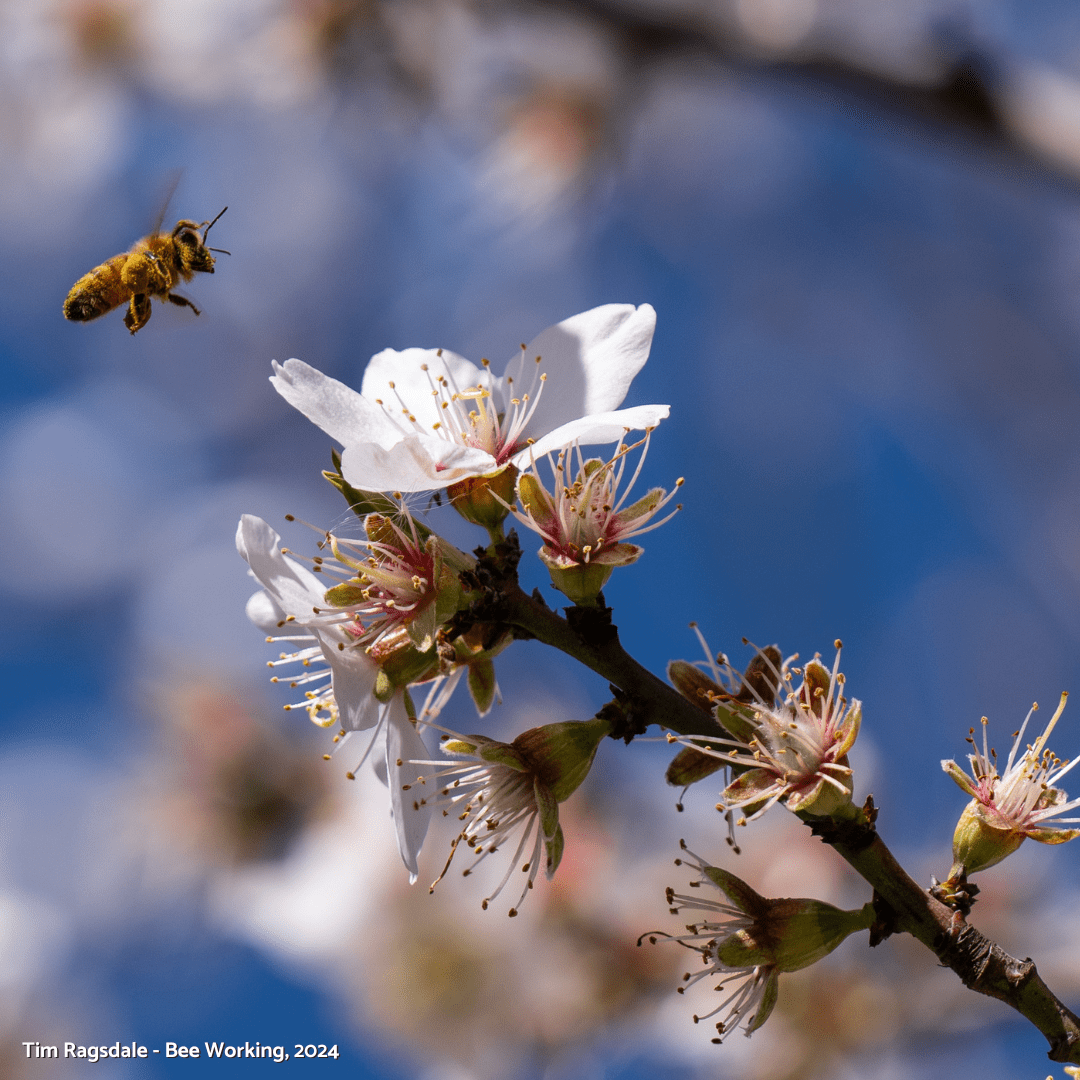 Almond Blossom Cruise