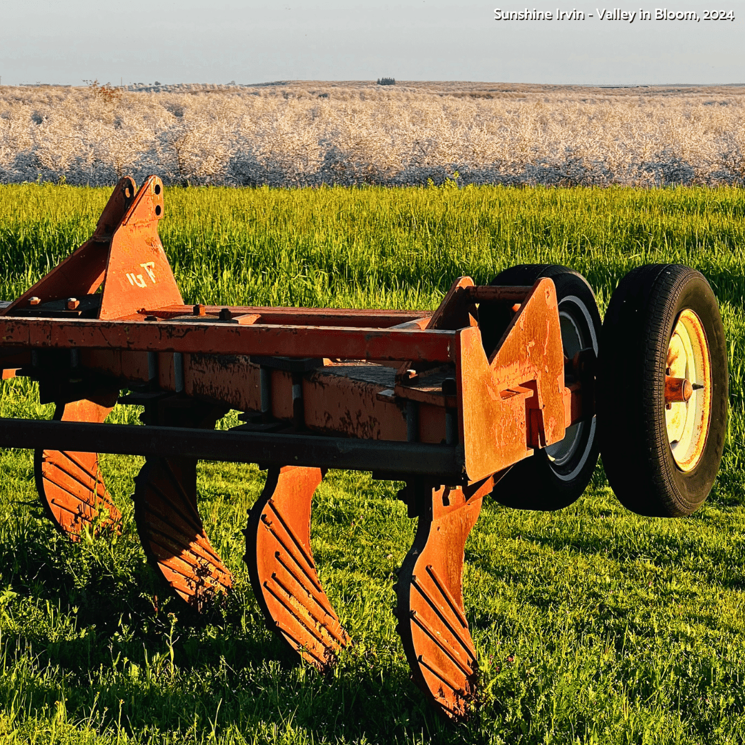 Almond Blossom Cruise