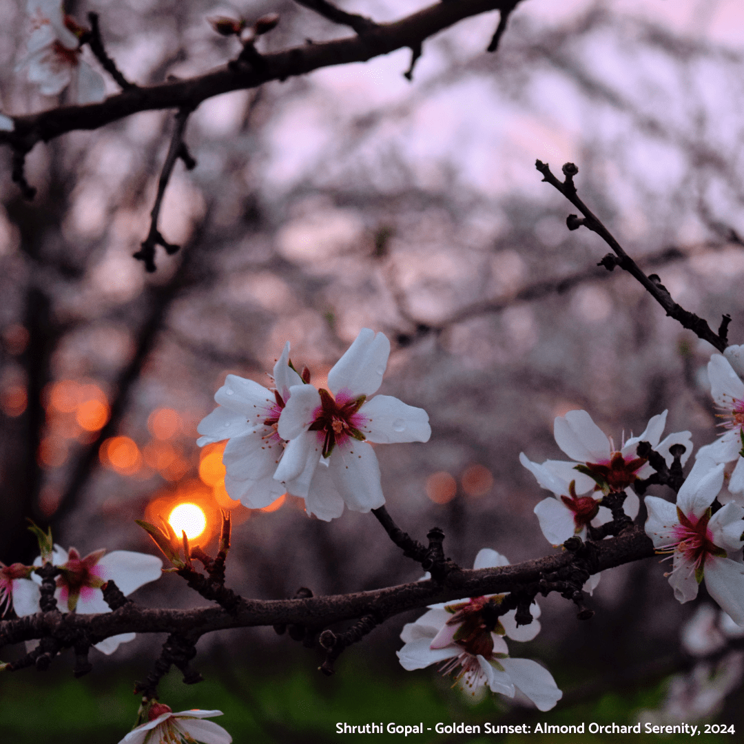 Almond Blossom Cruise