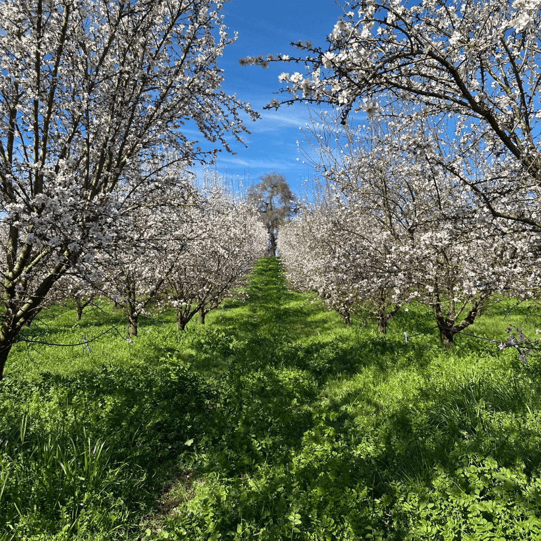 Best Photo Spots During the Almond Blossom Cruise