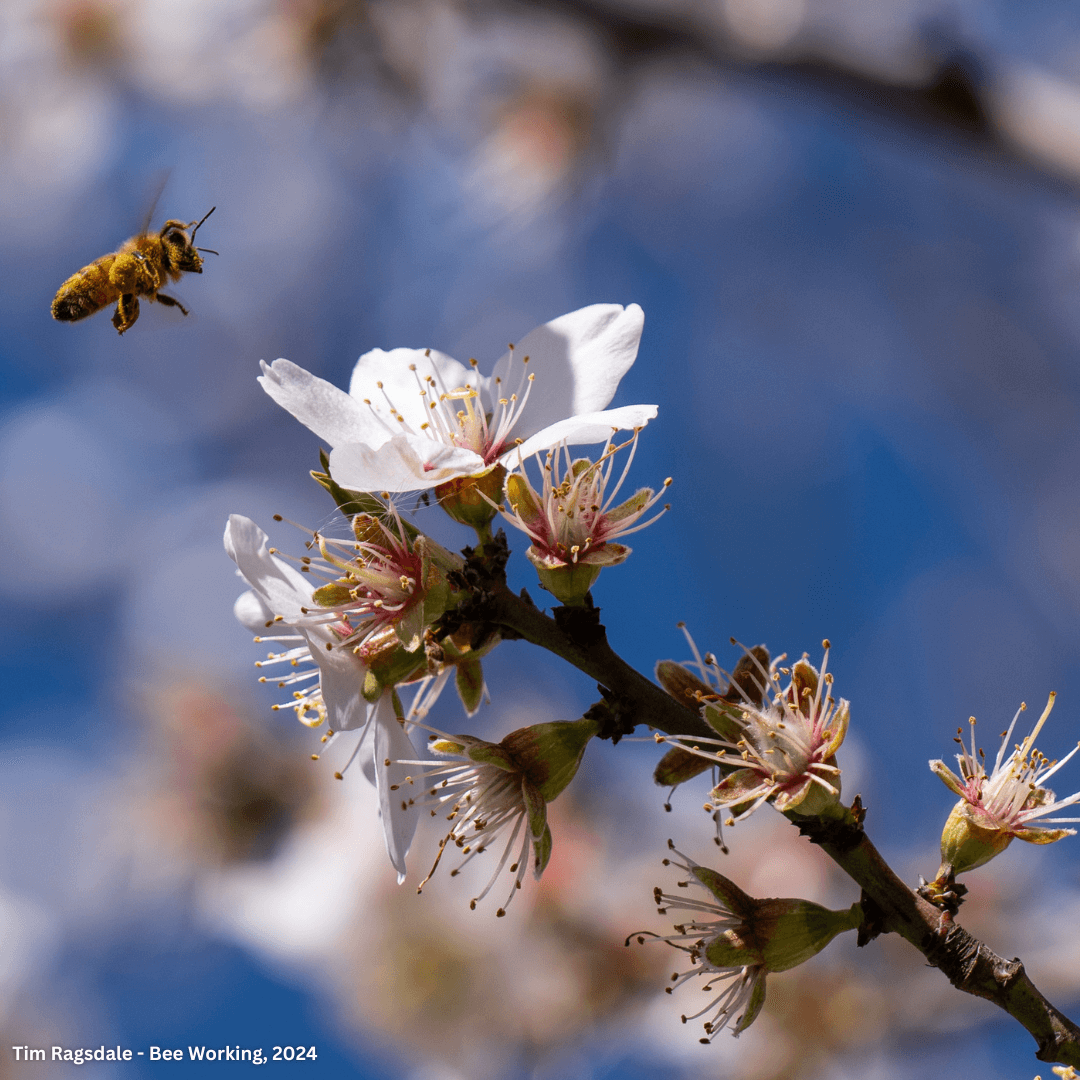 Best Photo Spots During the Almond Blossom Cruise