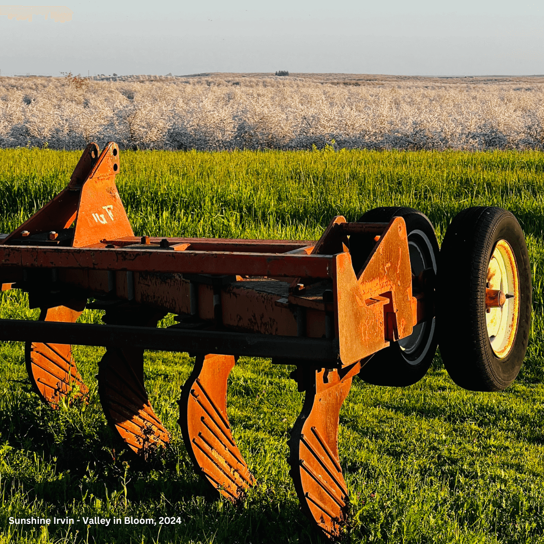 Best Photo Spots During the Almond Blossom Cruise