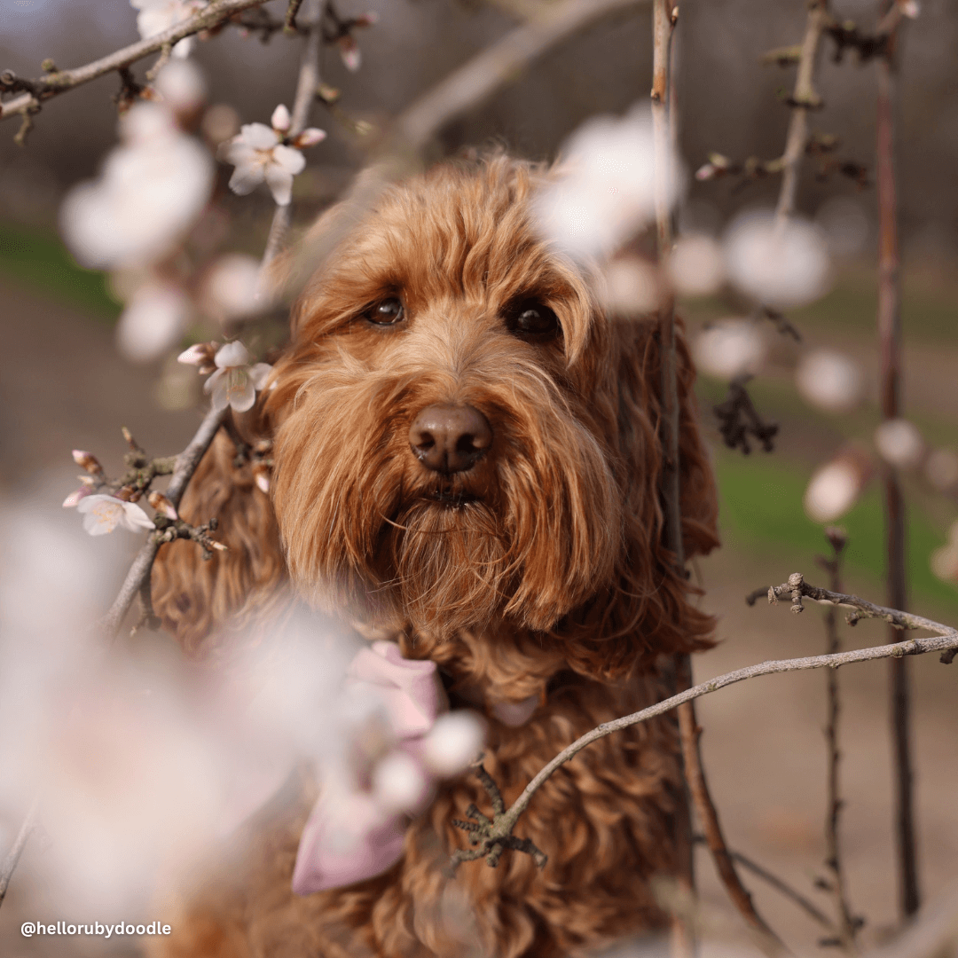 Best Photo Spots During the Almond Blossom Cruise