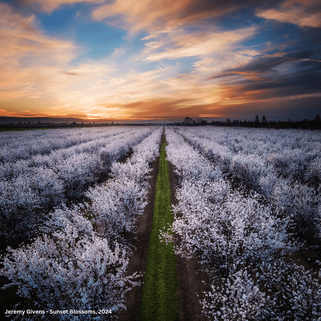 Best Photo Spots During the Almond Blossom Cruise