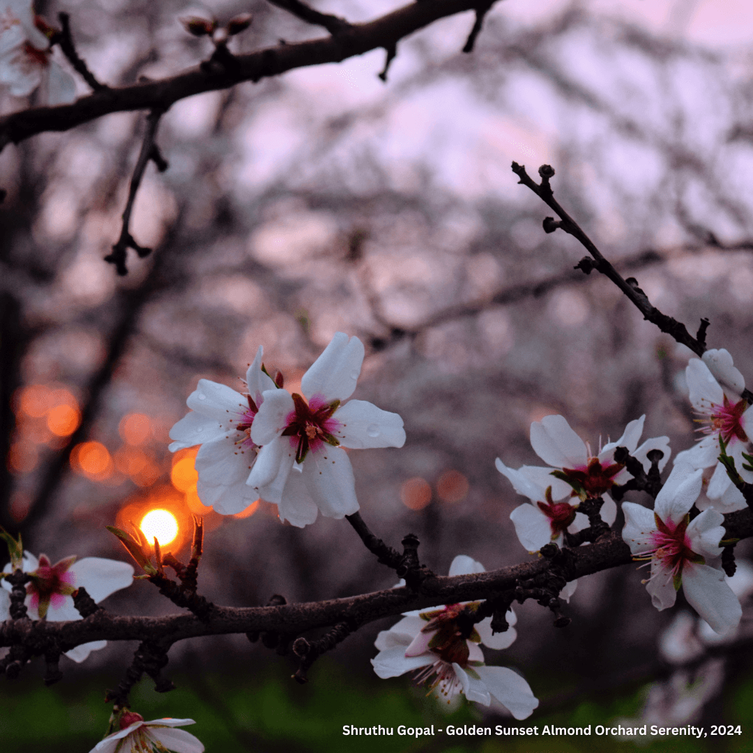 Best Photo Spots During the Almond Blossom Cruise