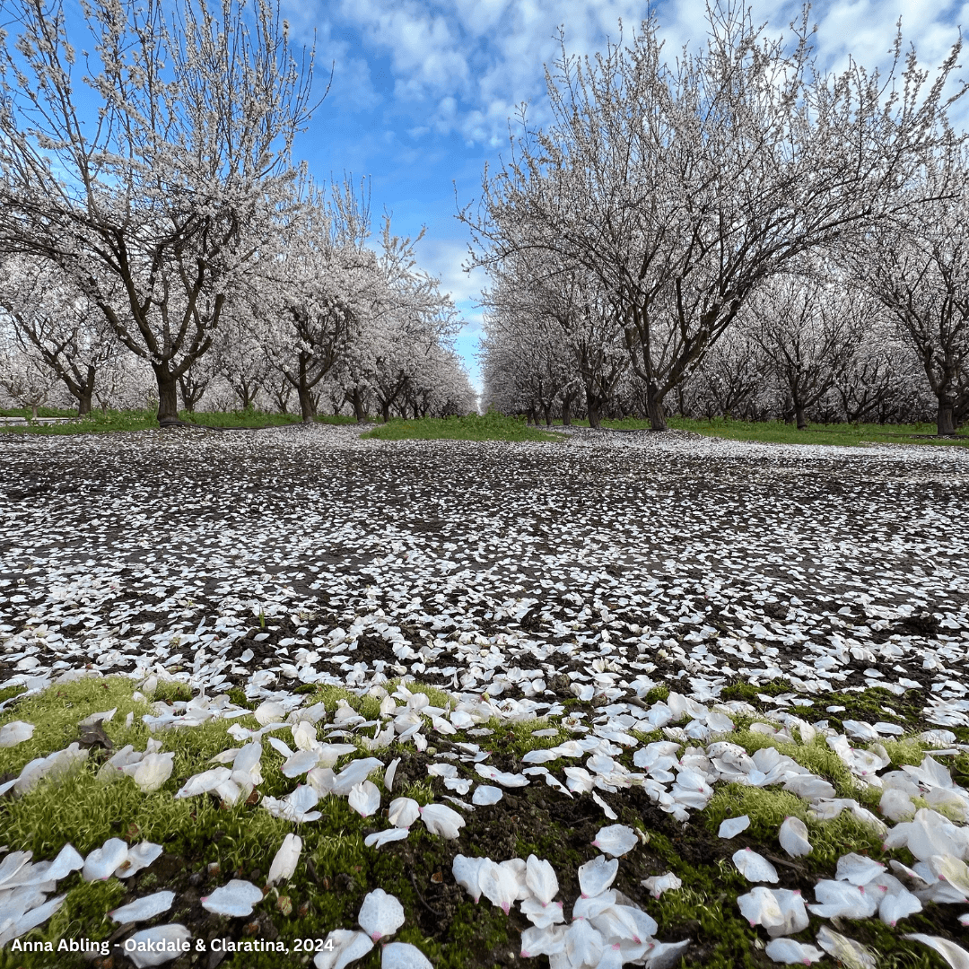 Best Photo Spots During the Almond Blossom Cruise