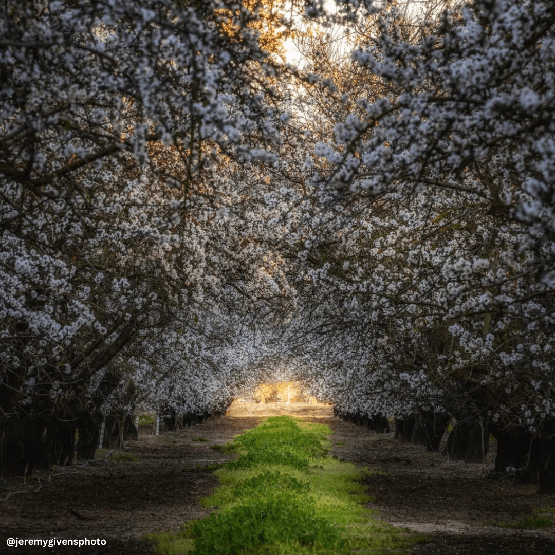 Best Photo Spots During the Almond Blossom Cruise