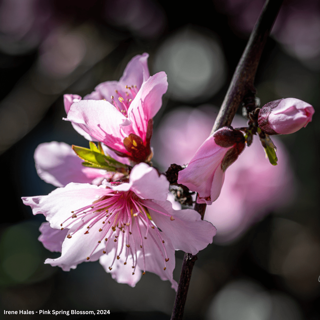 Best Photo Spots During the Almond Blossom Cruise