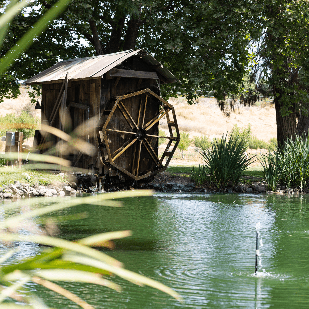 Fall Fun in Modesto & Beyond: 2025’s Best Pumpkin Patches, Events & Treats