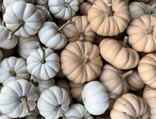 Fall Fun in Modesto & Beyond: 2025’s Best Pumpkin Patches, Events & Treats