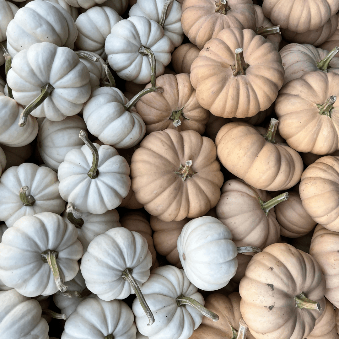 fall in Modesto, pumpkins