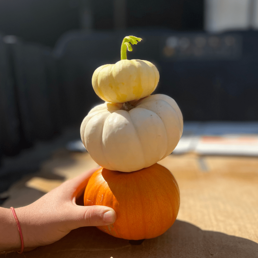 Fall Fun in Modesto & Beyond: 2025’s Best Pumpkin Patches, Events & Treats