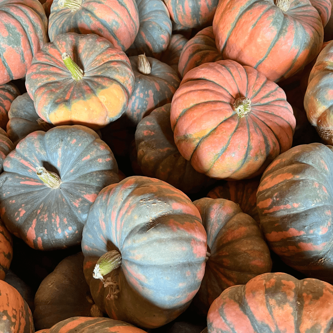 Fall Fun in Modesto & Beyond: 2025’s Best Pumpkin Patches, Events & Treats
