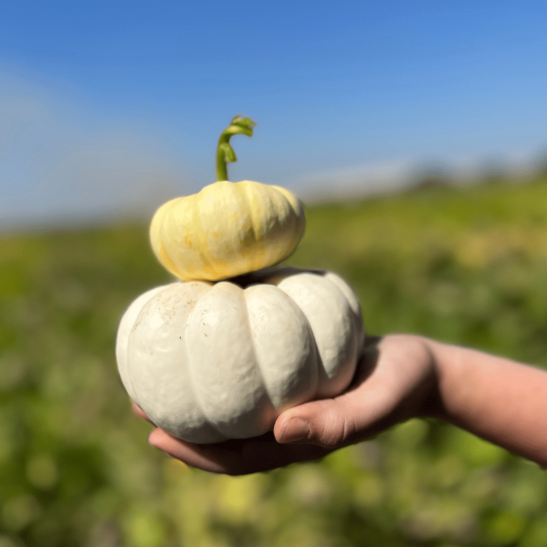 Fall Fun in Modesto & Beyond: 2025’s Best Pumpkin Patches, Events & Treats