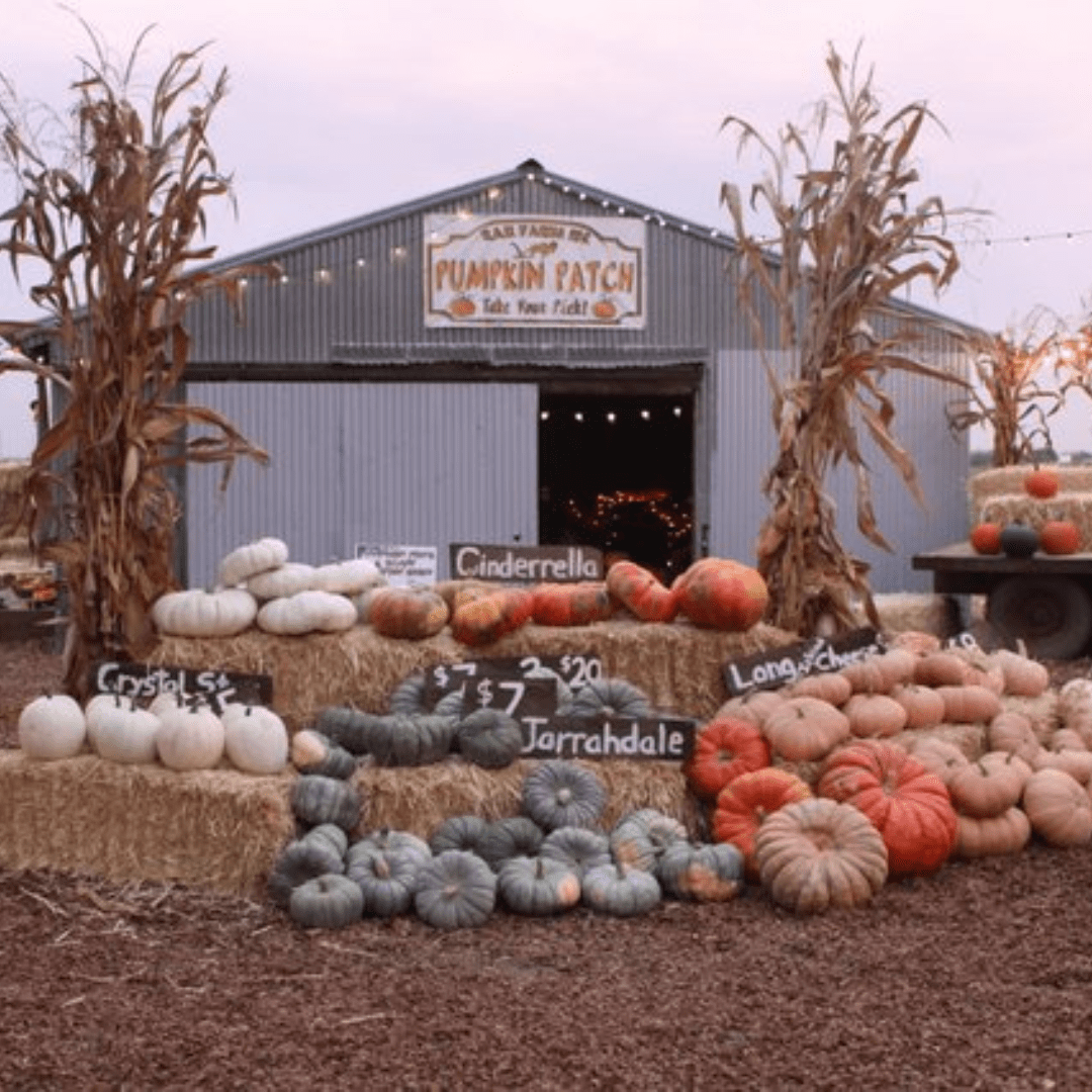 Fall Fun in Modesto & Beyond: 2025’s Best Pumpkin Patches, Events & Treats