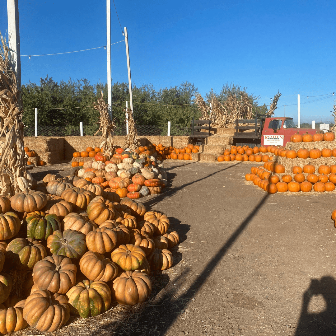 Fall Fun in Modesto & Beyond: 2025’s Best Pumpkin Patches, Events & Treats