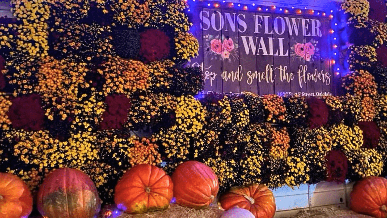 Fall Fun in Modesto & Beyond: 2025’s Best Pumpkin Patches, Events & Treats