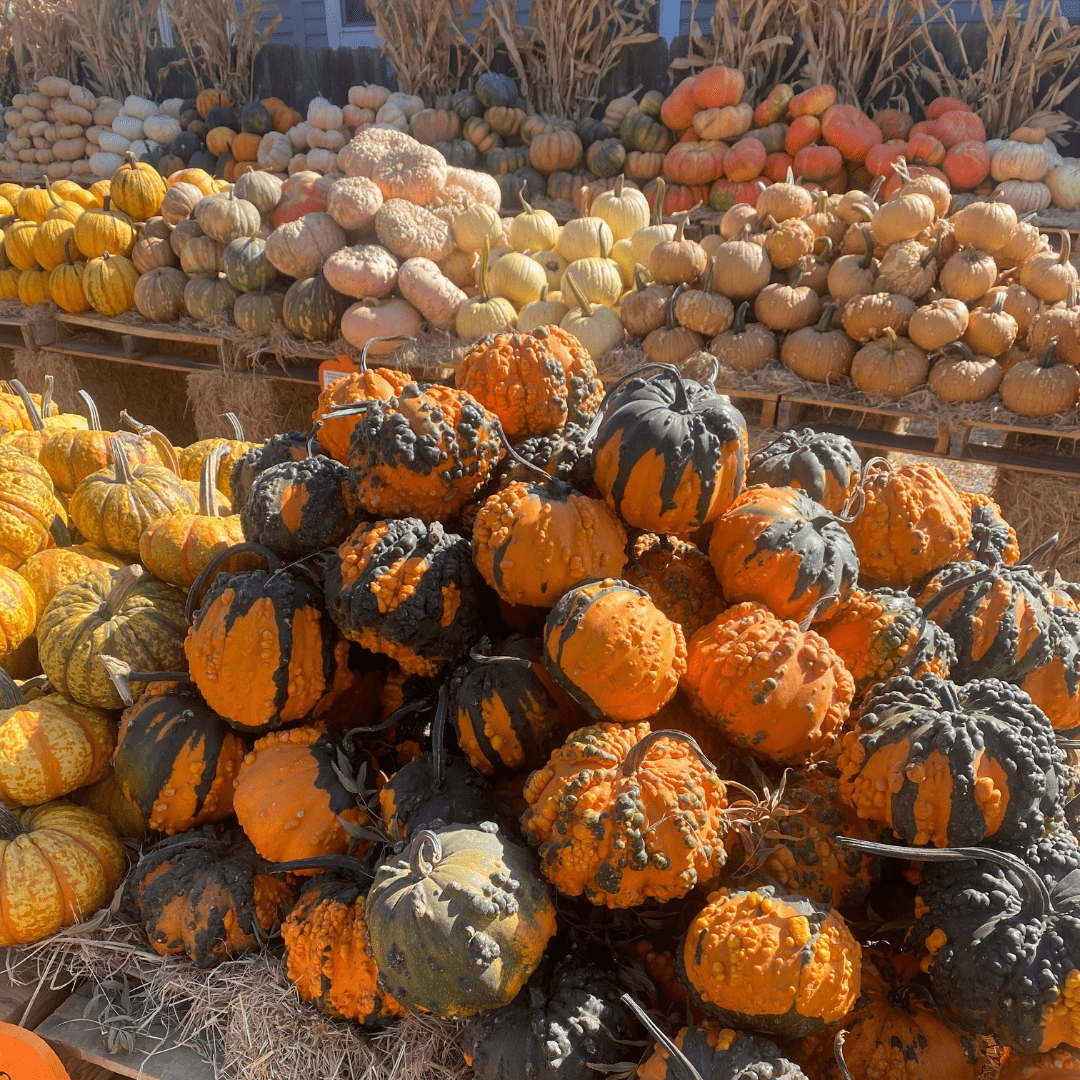 Fall Fun in Modesto & Beyond: 2025’s Best Pumpkin Patches, Events & Treats