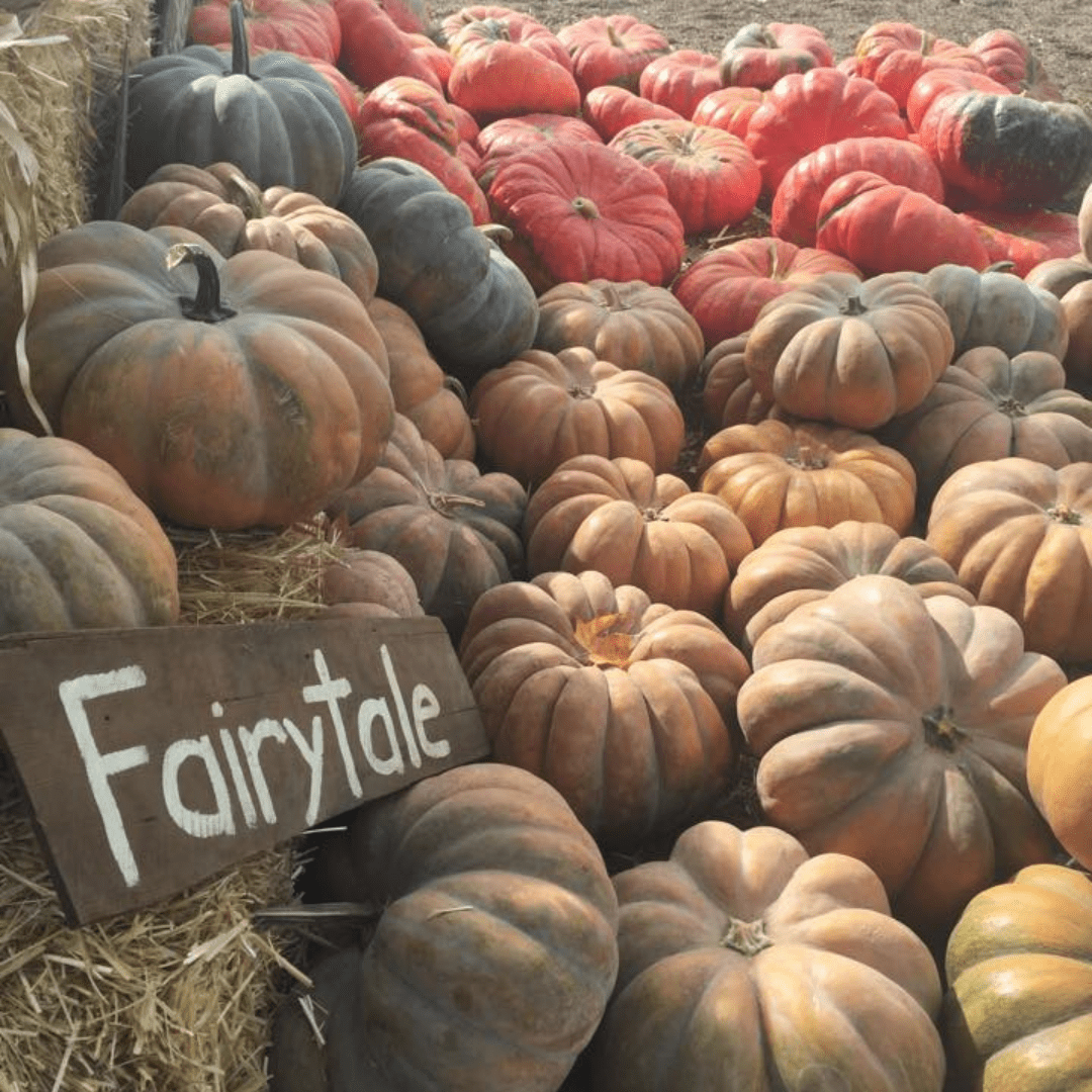 Fall Fun in Modesto & Beyond: 2025’s Best Pumpkin Patches, Events & Treats