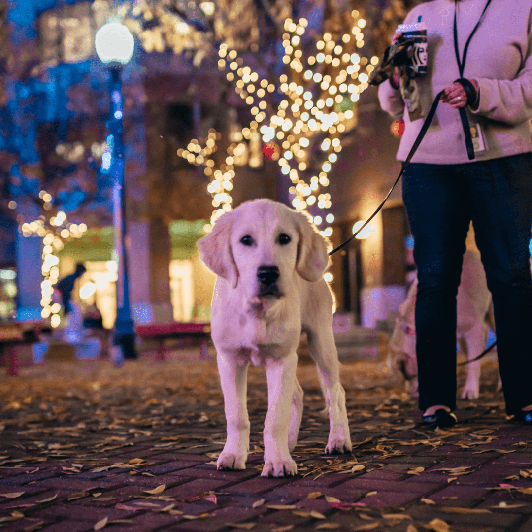 Sparkle, Skate, and Savor: Your Official Guide to MoCheer in Modesto Sparkle, Skate, and Savor: Your Official Guide to MoCheer in Modesto