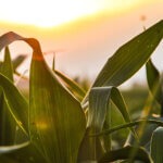 Fantozzi Farm Corn Maze & Pumpkin Patch