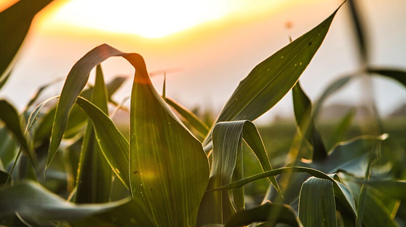 Fantozzi Farm Corn Maze & Pumpkin Patch