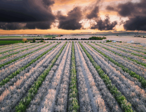 Your Ultimate Guide to Modesto’s Can’t-Miss Events in 2026!