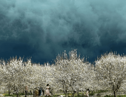 Don’t Let the Rain Dampen Your Bloom! Your Guide to a Cozy Almond Blossom Cruise Adventure