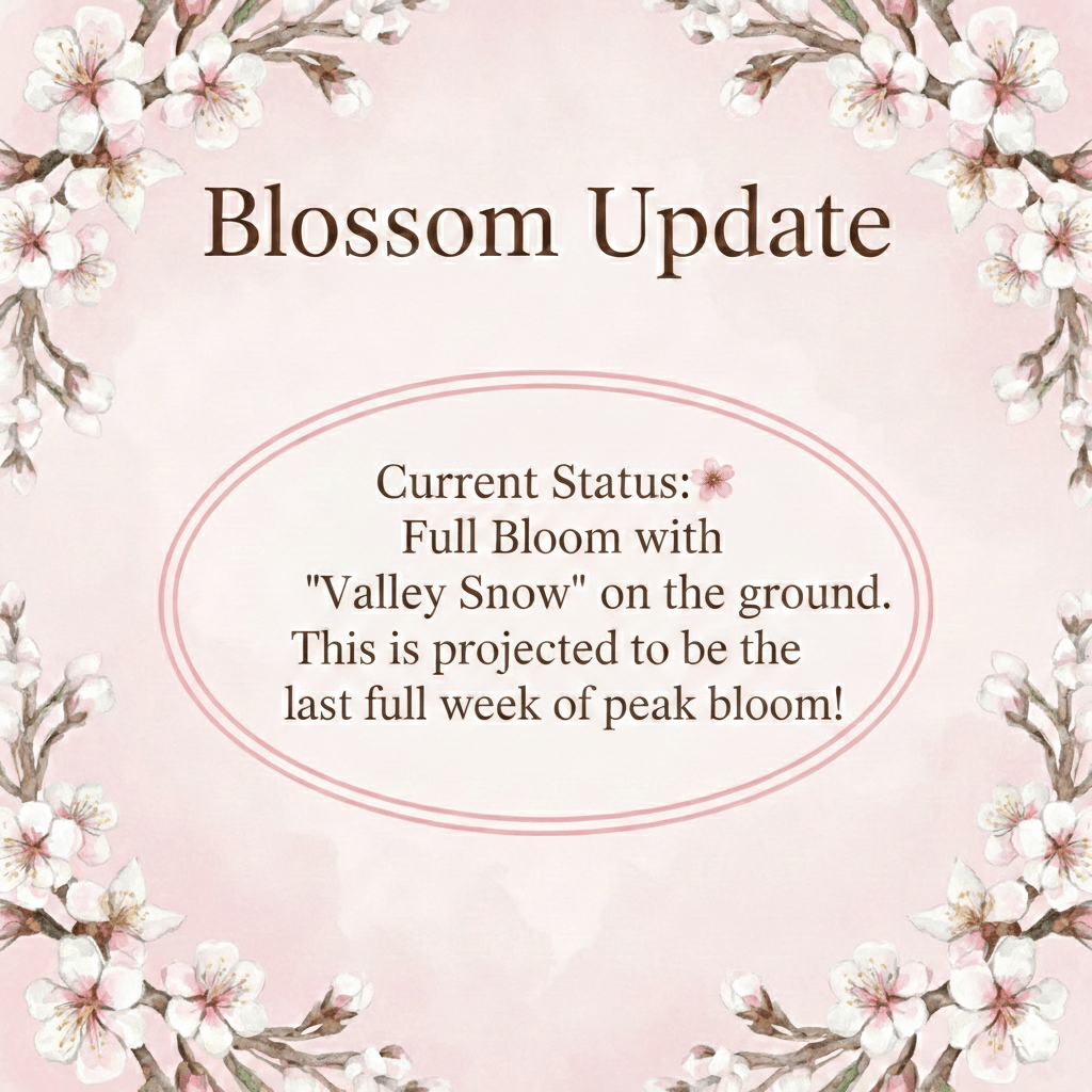 Almond Blossom Cruise