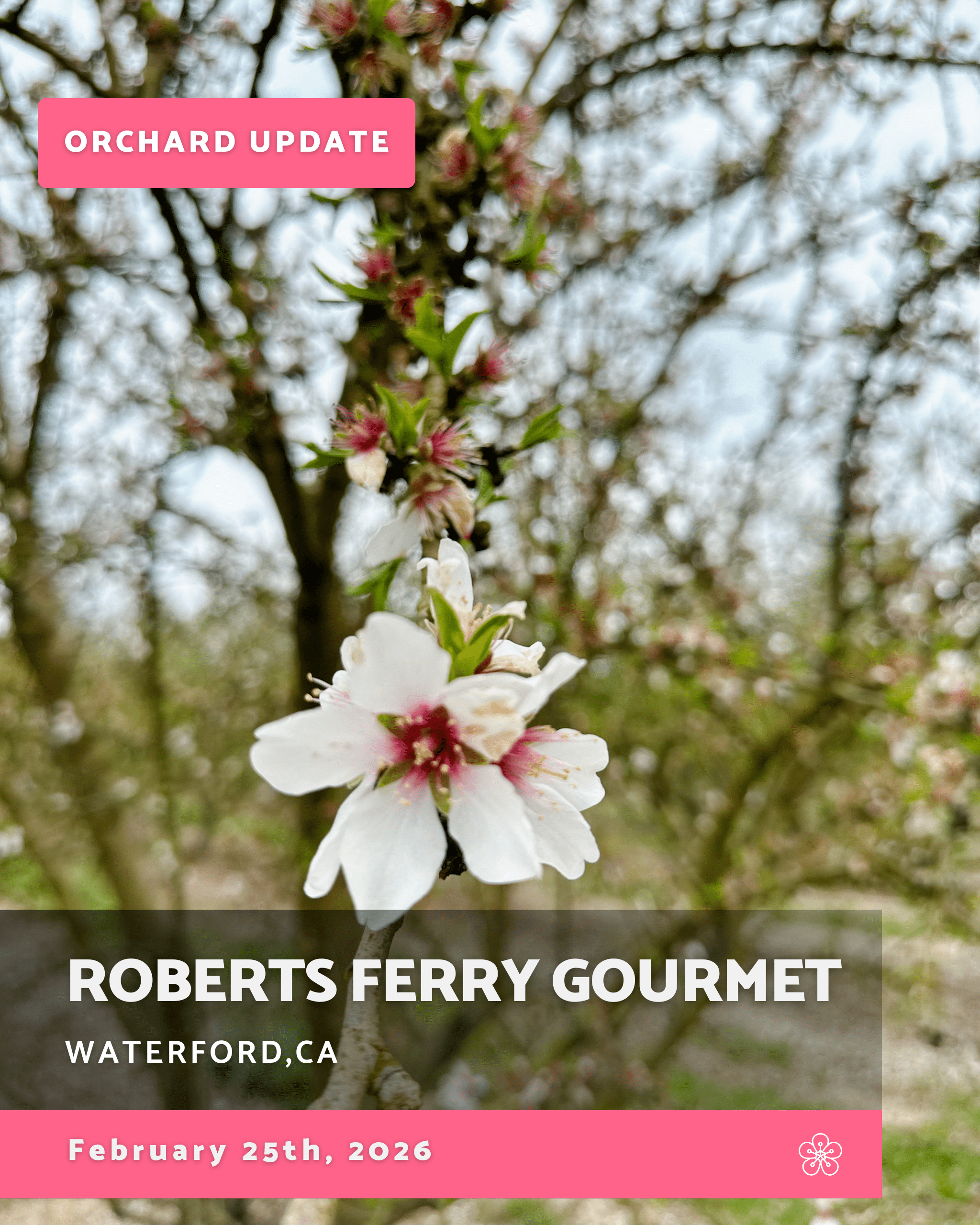 Almond Blossom Cruise