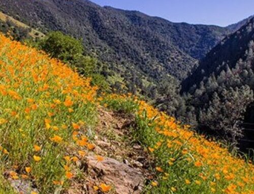 Waterfalls & Wildflowers: Your Spring Escape to Yosemite