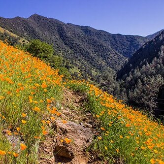 Waterfalls & Wildflowers: Your Spring Escape to Yosemite