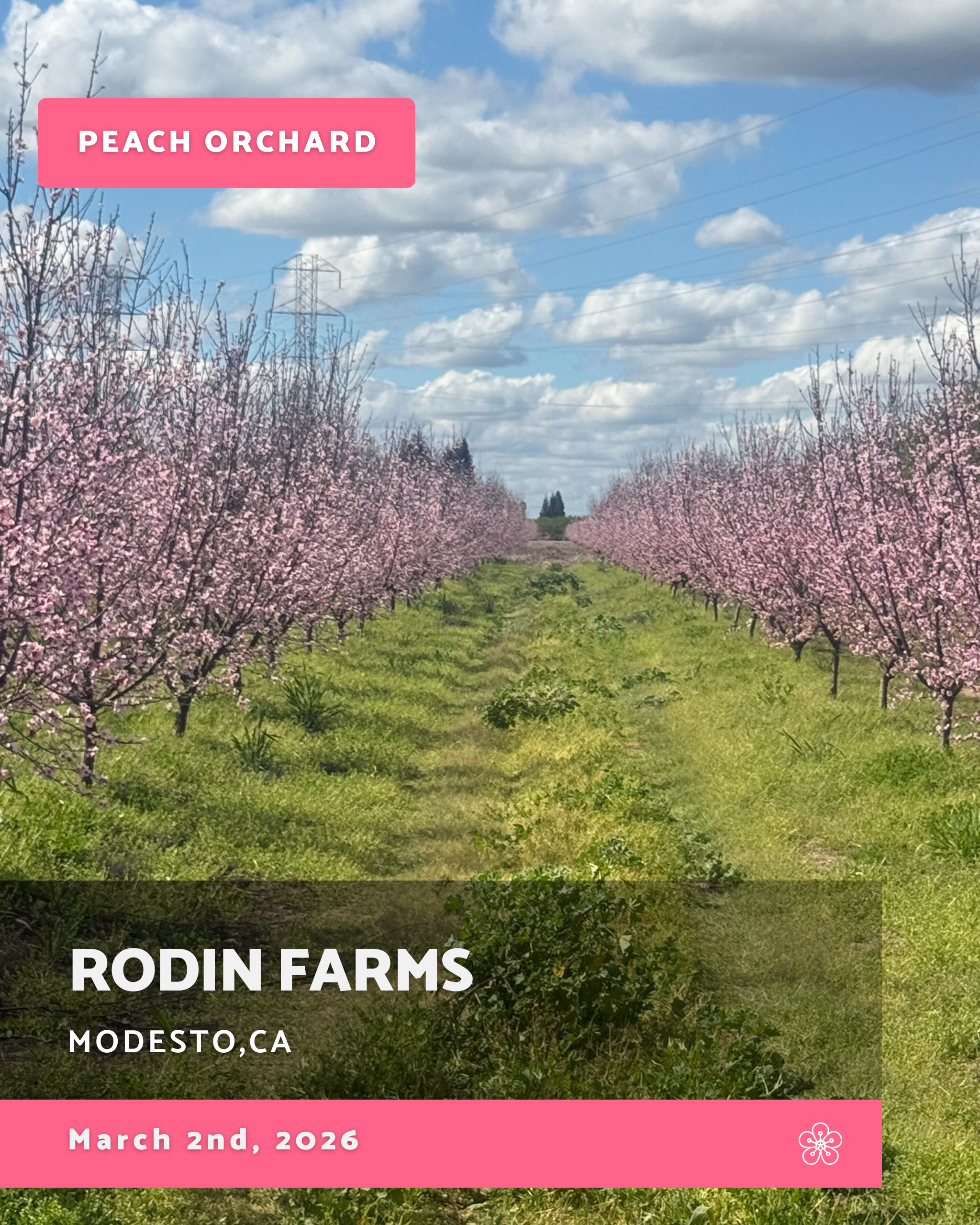 Almond Blossom Cruise