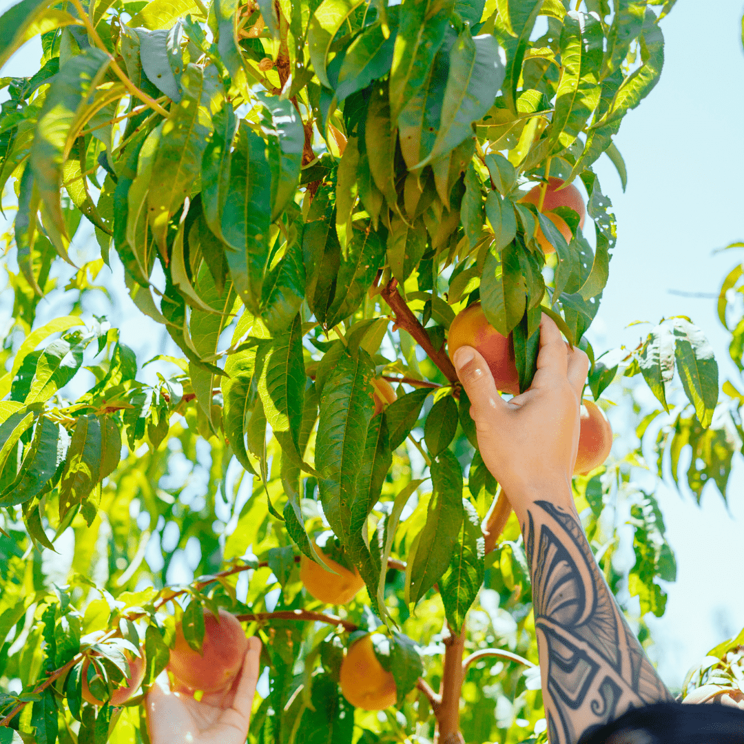 What To Do - Summer Central Valley