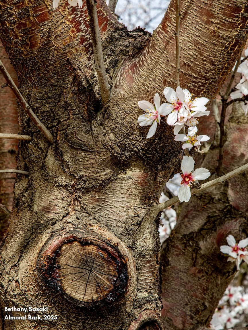 Almond Bark