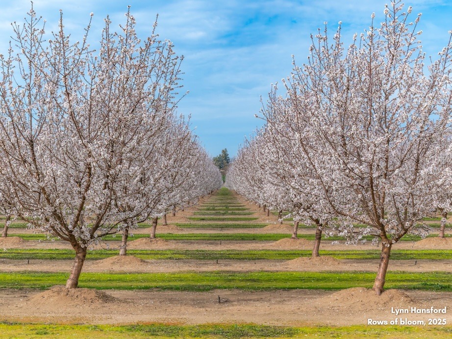 Lynn Hansford Rows of bloom
